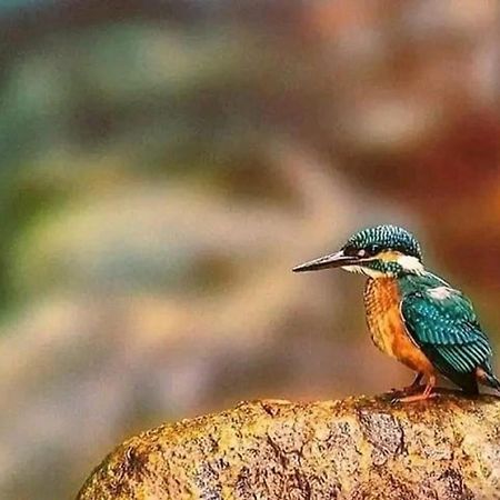 Sigiri Birds Hostel สิกิริยา ภายนอก รูปภาพ