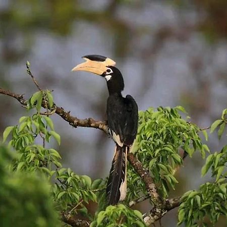 Sigiri Birds Hostel สิกิริยา ภายนอก รูปภาพ