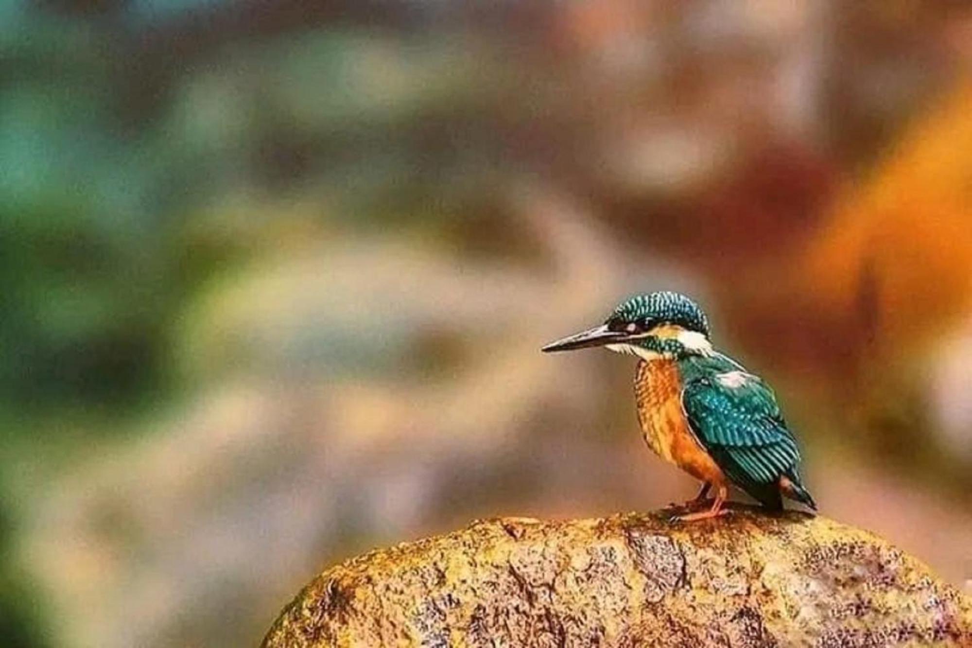 Sigiri Birds Hostel สิกิริยา ภายนอก รูปภาพ