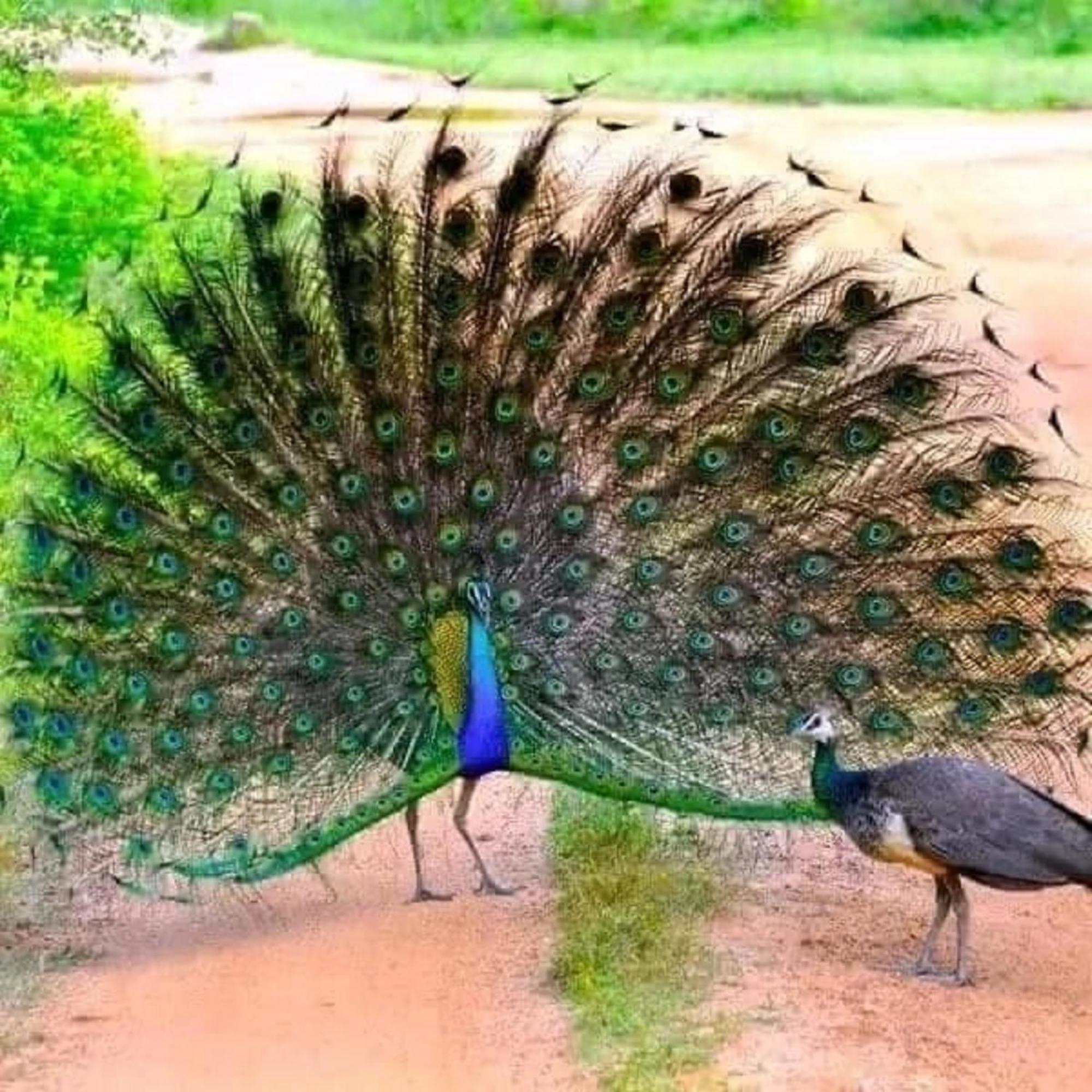 Sigiri Birds Hostel สิกิริยา ภายนอก รูปภาพ